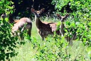 Провідний зубрознавець України приїхав на Волинь і побачив сімох оленів
