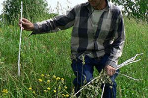ЗЛАМАНІ ДЕРЕВЦЯ — ЯК ПОЛАМАНА СОВІСТЬ