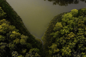 Показали вражаючий проморолик про волинський ліс (відео)