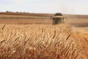 Через тіньовий продаж зерна Україна недоотримала 6 мільярдів доларів за 4 роки