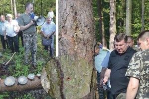 Дочекаємося, коли соснових борів не стане?