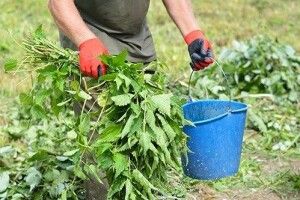 Солоні віники – для косуль