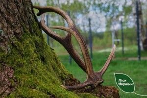 На Волині олені благородні скинули роги (Фото)