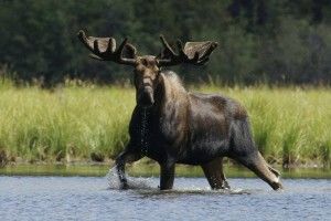 Волинські контрабандисти... вже «косять» під лосів!