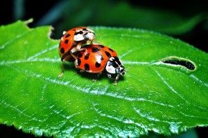 В мексиканському місті дозволили займатися сексом у публічних місцях