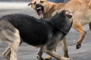 Лучани просять вирішити «вічну» собачу проблему