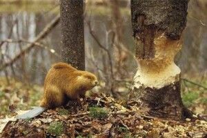 У четвер з’ясують: чи до снаги бобрам побороти лучан