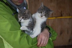 У Луцьку шукають турботливі руки дві вусаті сестри-каскадерки (фото)