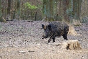 Поляки таки відгородяться від вепрів з України та Білорусі – Аджей Дуда підписав відповідний спецзакон