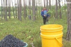 Жителів Полісся пускатимуть у Білорусь по ягоди та гриби
