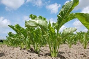 До10% цукрових буряків на Волині вражені попелицею