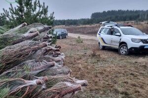 На Волині виявили незаконний «склад» новорічних ялинок