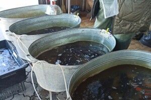 На ринку «Пасаж» у Луцьку провели рейд у рибному відділі