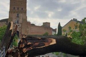 Лучанин пропонує на місці поваленого буревієм «Лесиного ясена» створити пам'ятник «Лесин пень»