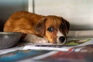 На Рівненщині за знущання з собаки жінка відповідатиме у суді