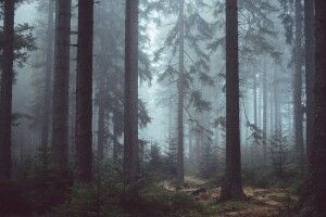 У волинському лісі з'являються перші гриби (Фото)