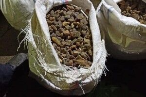 Трьох мешканців Рівненщини судитимуть через бурштин