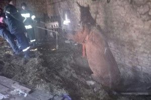 Рівненські бійці ДСНС врятували коня