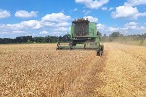 Жнива на Волині сповільни дощі: скільки врожаю вже зібрали господарства (Фото)