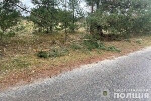 На Волині мотоцикліст влетів у дерево