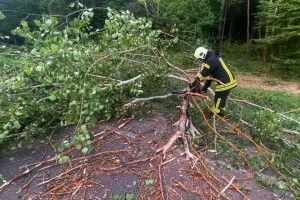 У трьох районах Волині повалені дерева заблокували дороги