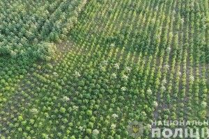 Виявили поле конопель на понад 300 мільйонів гривень