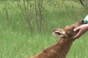 На щастя, лосенята від вогню не постраждали (Відео)