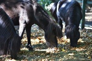 Луцький зоопарк змінює години роботи й пояснює, чи буде Свято гарбуза