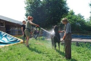 Поні Рівненського зоопарку «підсіли» на прохолодний душ (Фото)