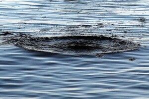 На Волині у водоймі знайшли утопленика