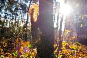 На Волині синоптики обіцяють потепління до 20 градусів 