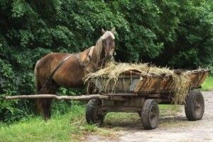 Волинянка із краденим телефоном утекла на підводі