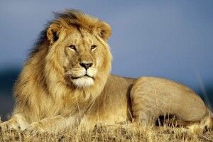 Тварин із Київщини евакуювали до Європи (Фото)