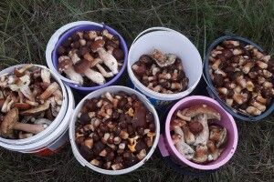 Шість відер грибів стали жертвами озброєного ножем волинянина