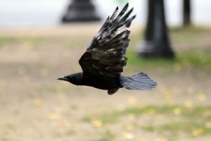 У Франції птахів долучать до прибирання парку