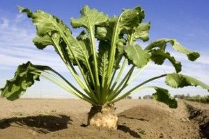 Сезон 2018 року на Гнідавському цукровому заводі стартує у серпні