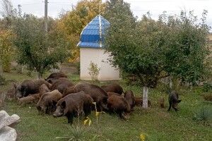 На подвір'я волинянки завітали гості з лісу (Фото)