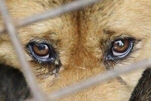 Рожищанин запхнув собаку у мішок і покалічив його