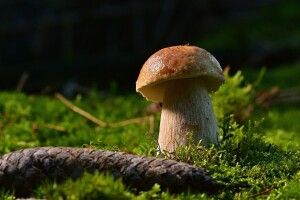 Житель Рівненщини приніс з лісу 40 кг грибів (Фото)