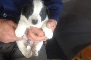 У Луцьку Бім-Чорні Вуха та Блек-Білі Шкарпетки шукають вірних друзів серед людей (Фото) 