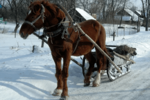 На Рівненщині поліцейські на санях везли бабусю в лікарню (Відео)