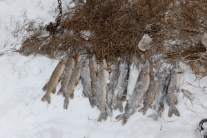 Волинянина оштрафували за купівлю щуки без документів