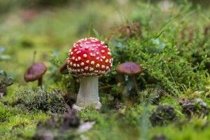 26-річна українка отруїлася придбаними в інтернеті мухоморами