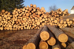 Лісівники всю ніч пильнували за крадієм дерева