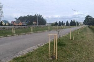 У селищі на Волині висадили 128 каштанів, десятки лип та кленів