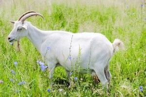 Лучанин розшукує свою улюблену білу козу