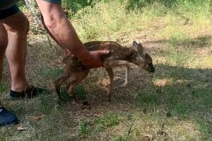 У Світязі ледь не втопилася козуля – її врятували фахівці нацпарку