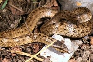 Киян атакують зимою не тільки комарі, а й уже… змії
