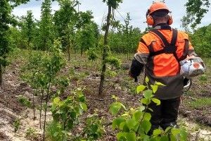 Яку роботу волинські лісівники називають ювелірною
