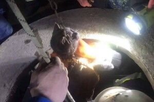 Мажор відбувся переляком